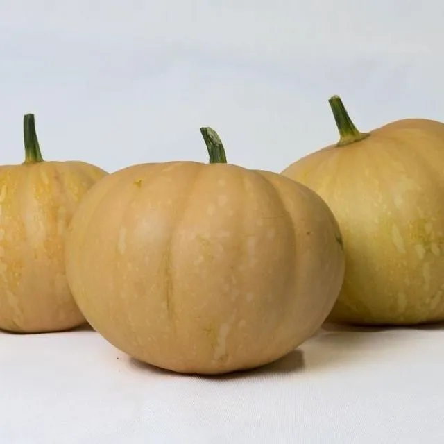 thumbnail for publication: Harvest and Handling of Calabaza (Tropical Pumpkin)